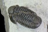 Gerastos Trilobite Fossil - Foum Zguid #69740-3